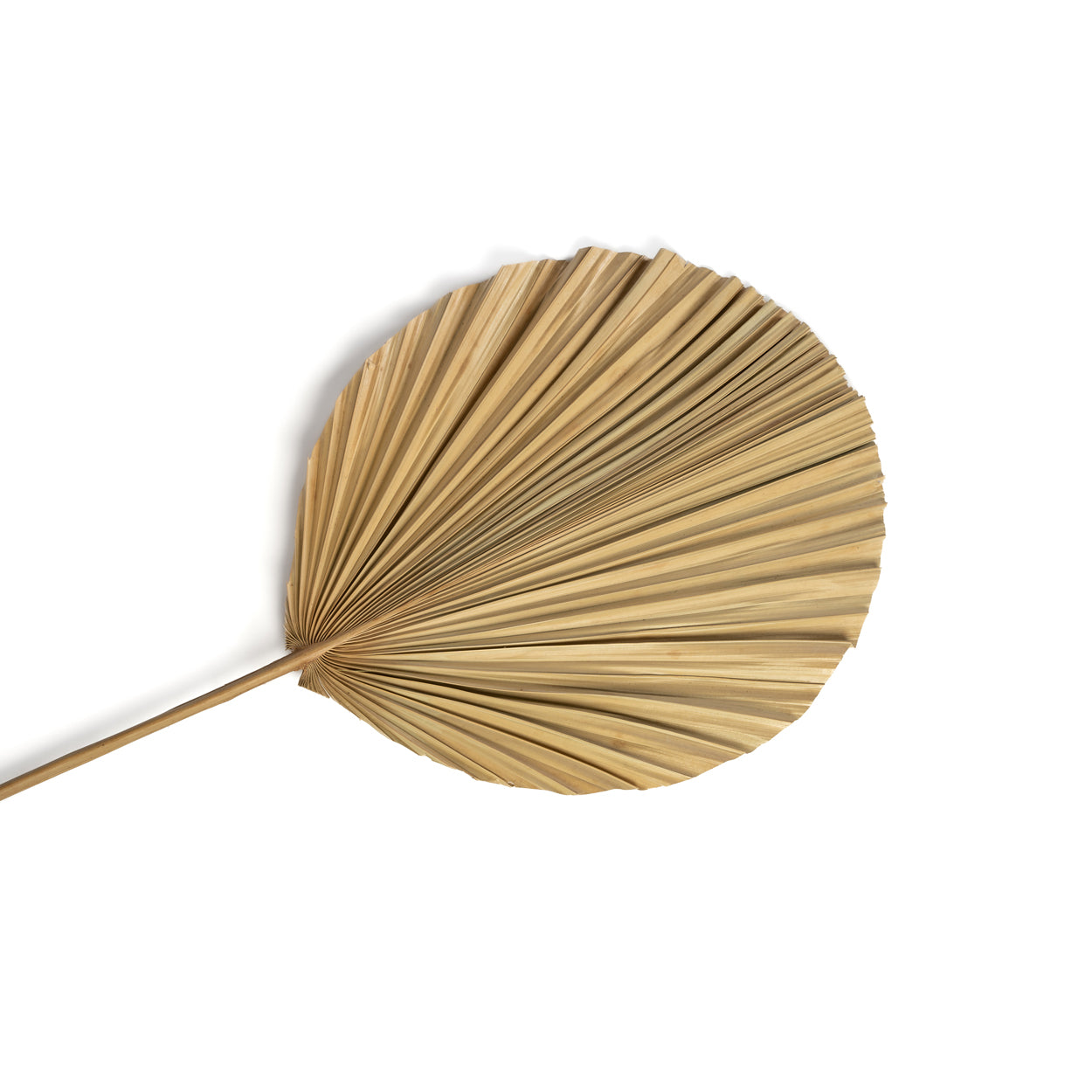 Bazar Bizar Het Rayung Blad - Naturel