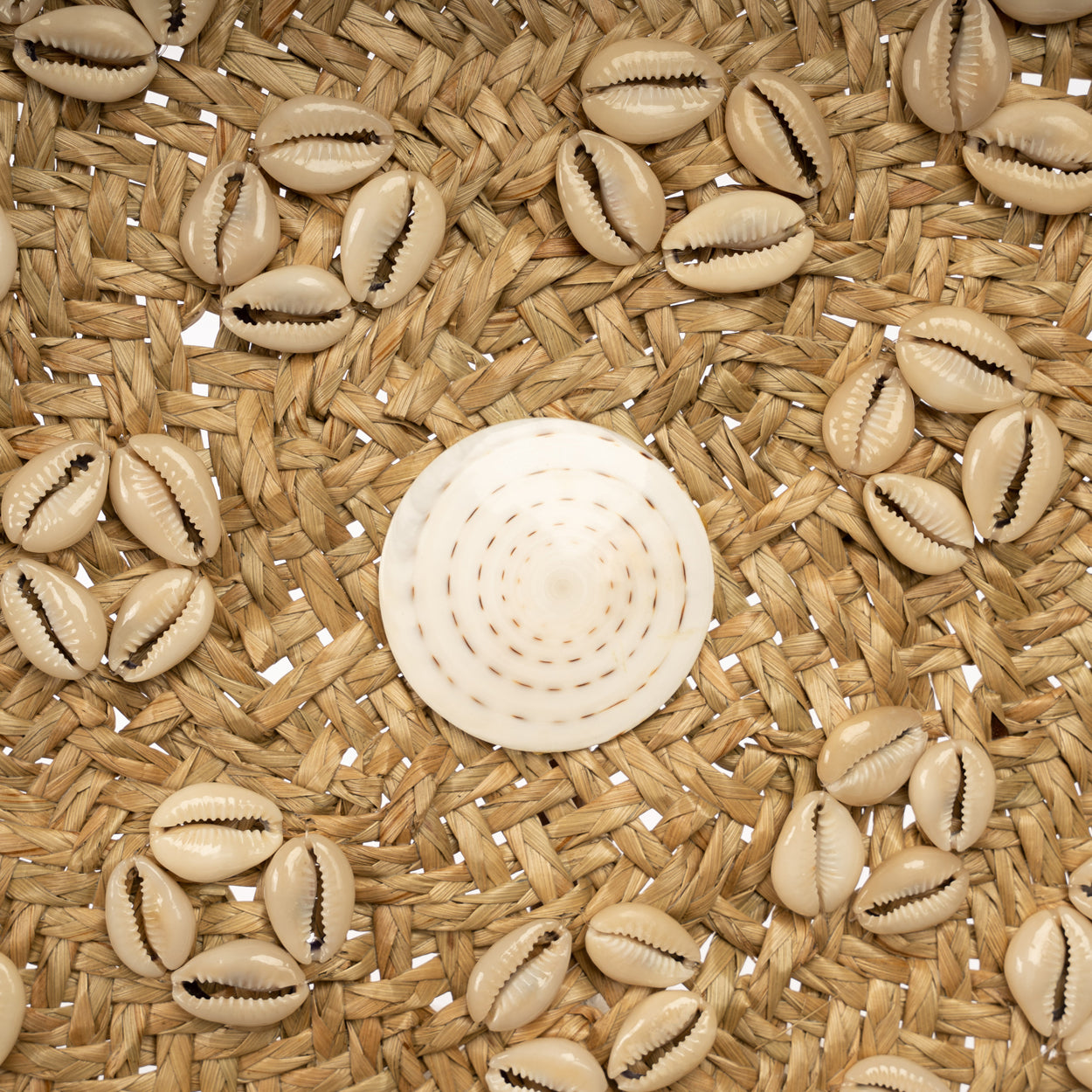 Bazar Bizar De Caribe Shell Plaat - Naturel Wit - M